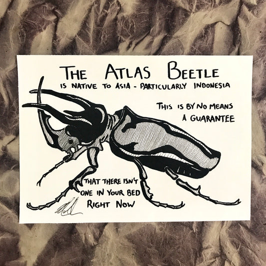 Atlas Beetle